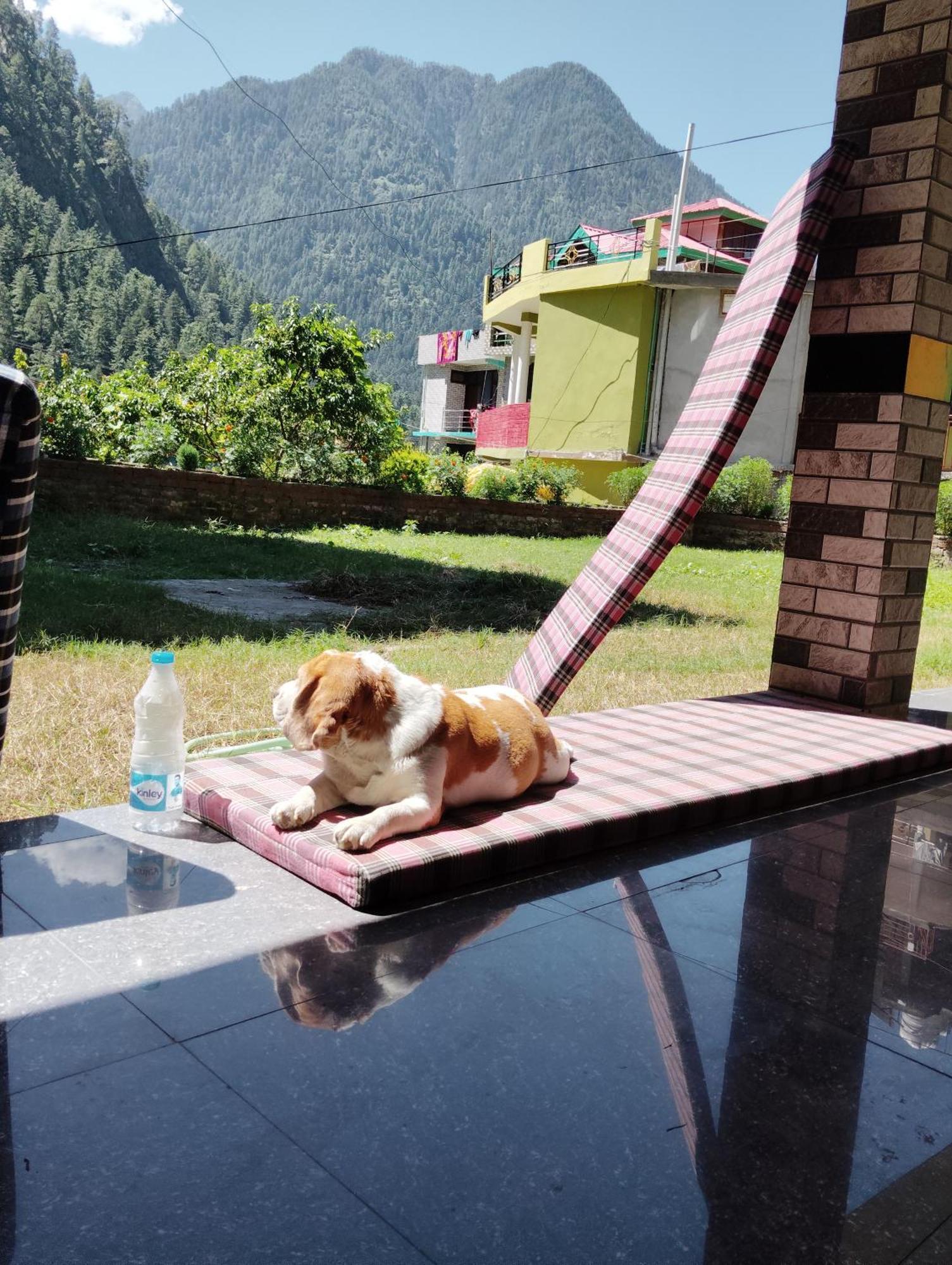 Hotel Dog N Hill Kasol Exterior foto