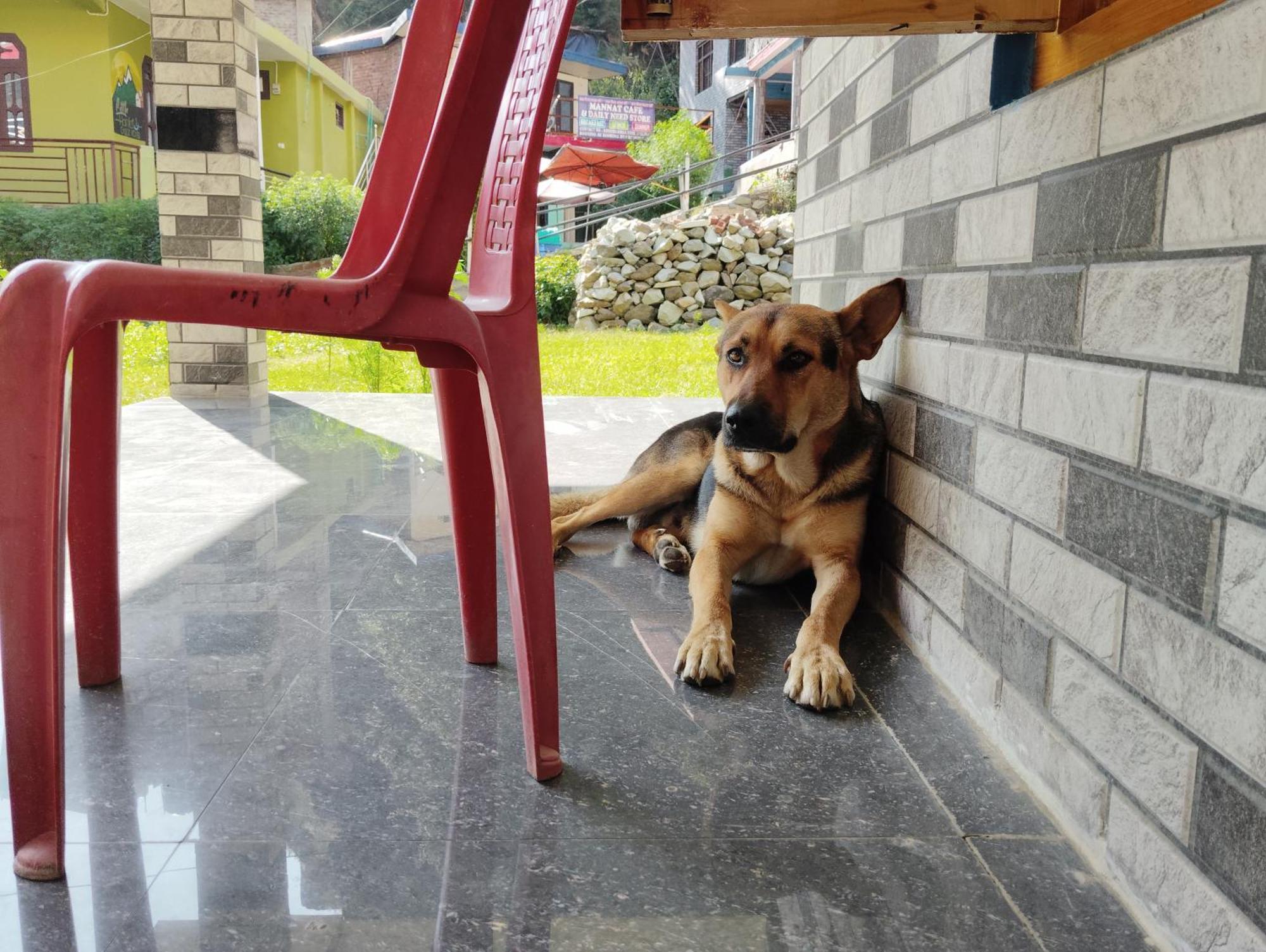 Hotel Dog N Hill Kasol Exterior foto